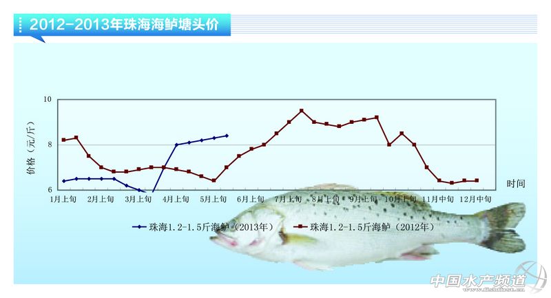 石斑鱼苗全面解读市场趋势